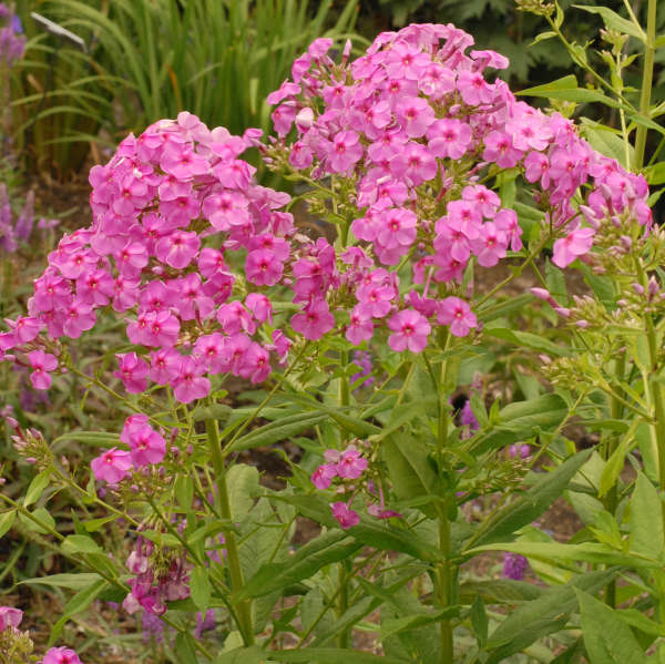 Phlox 'Shortwood' Tall Garden Phlox