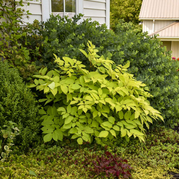 Aralia 'Sun King' Golden Japanese Spikenard