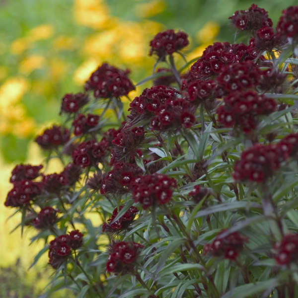 Dianthus 'Heart Attack' Perennial Sweet William