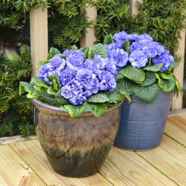Primula 'Watercolour Blue' Primrose