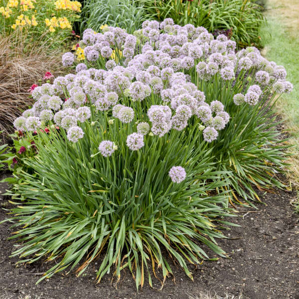 Allium 'Bubble Bath' Ornamental Onion