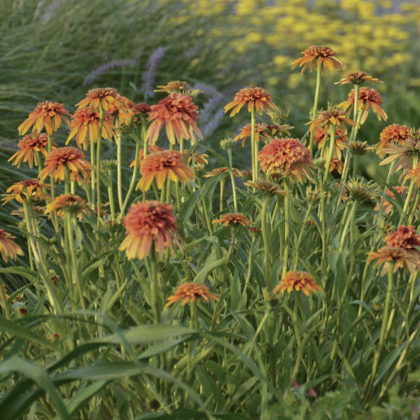 Echinacea 'Marmalade' Coneflower