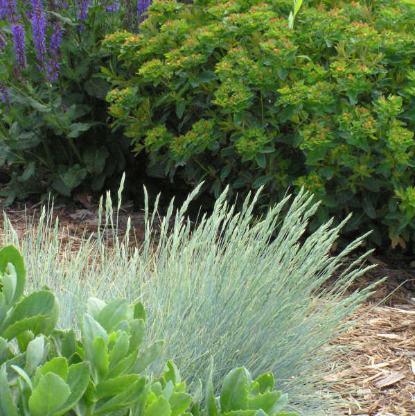 Festuca 'Boulder Blue' Blue Fescue