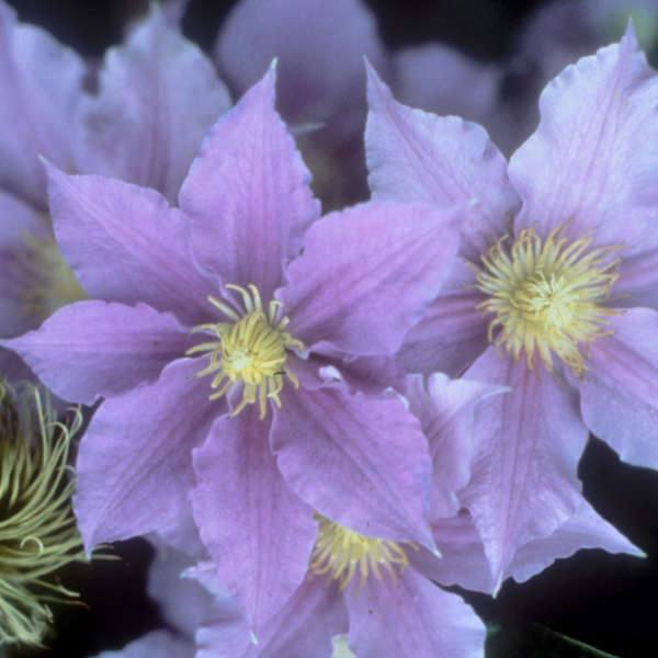 Clematis 'Will Goodwin' Clematis