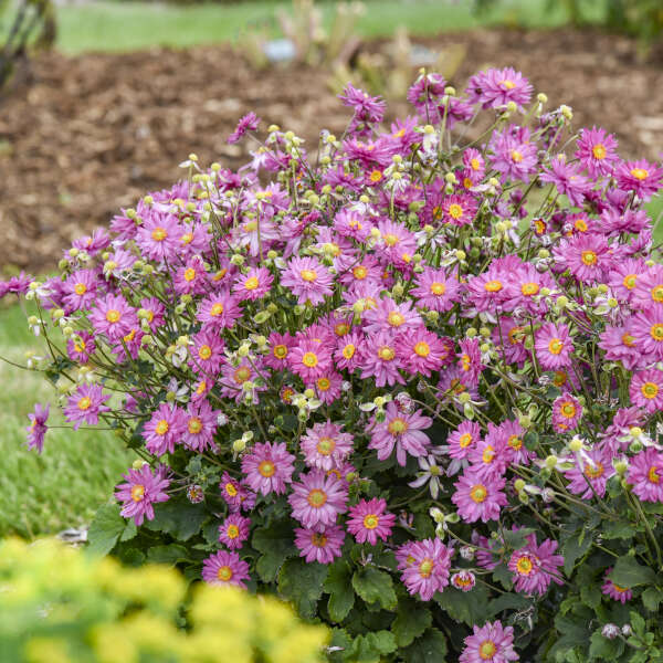 Anemone FALL IN LOVE® 'Deeply' Japanese Anemone