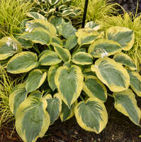 Hosta 'Chance Encounter'