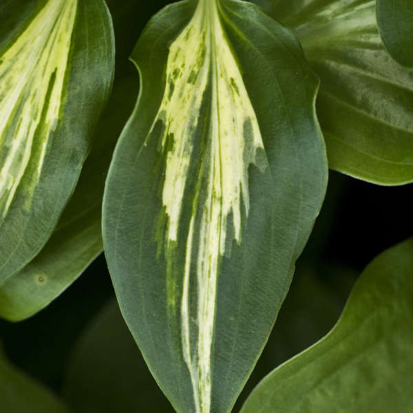 Hosta 'Dixie Chickadee' Hosta