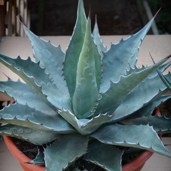Agave 'Baccarat' Agave