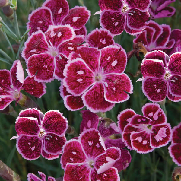 Dianthus 'Fire and Ice' Pinks