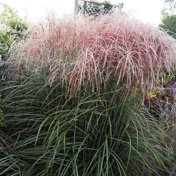 Miscanthus 'Nippon' Ornamental Grass