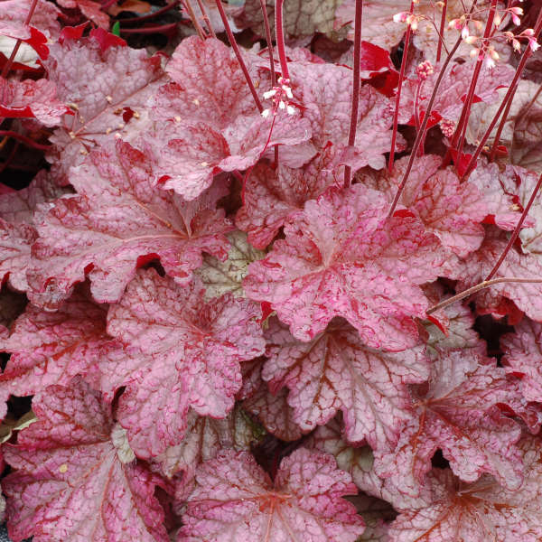 Heuchera 'Berry Smoothie' Coral Bells