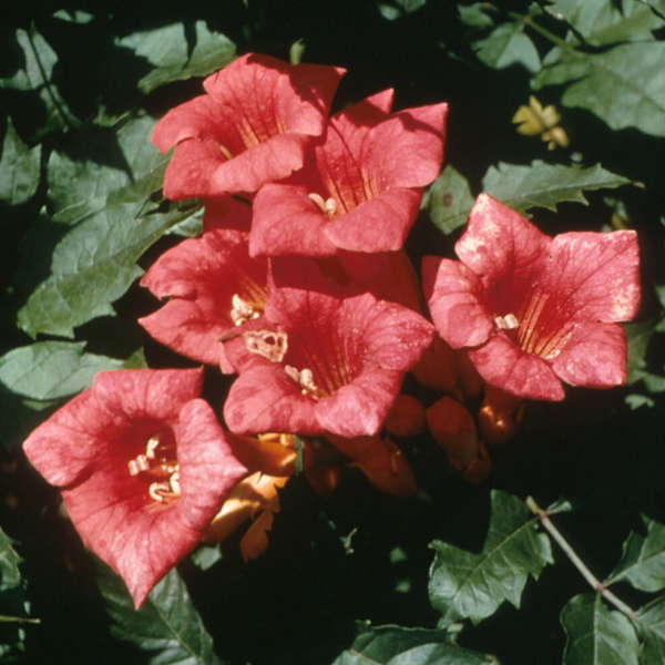 Campsis radicans Trumpet Vine