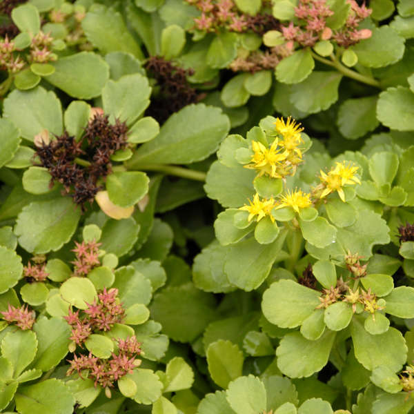 Sedum kamtschaticum Russian Stonecrop