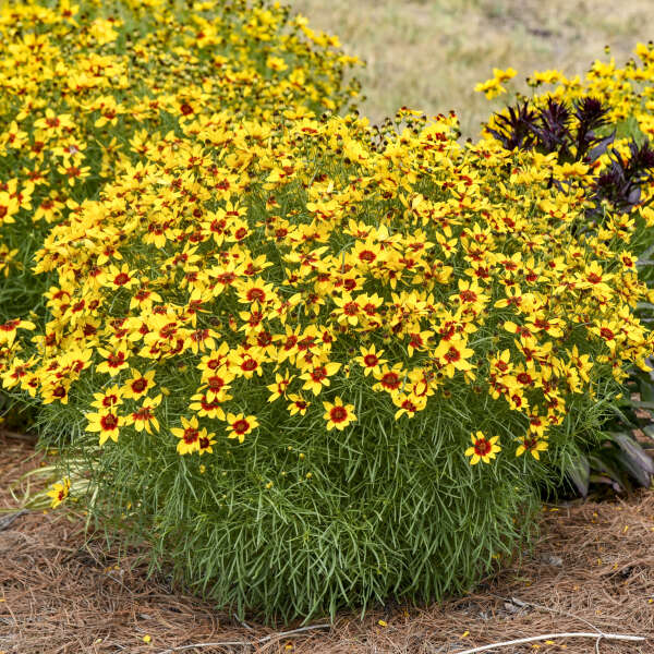 Coreopsis 'Golden Needles' Threadleaf Coreopsis