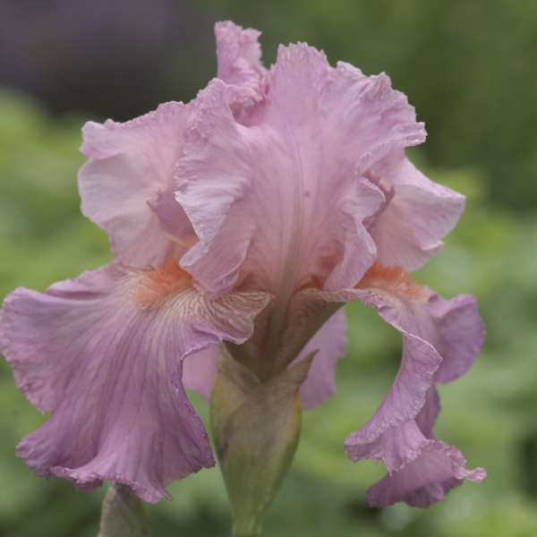 Iris 'Jennifer Rebecca' Tall Bearded Iris