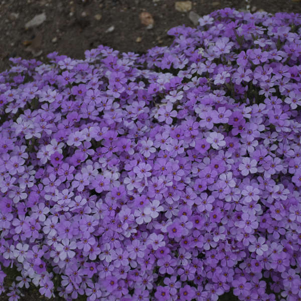 Phlox 'Rocky Road Soft Pink' Hybrid Spring Phlox