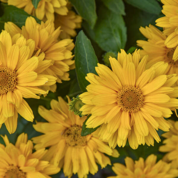 Heliopsis ATHENA GOLD™ False Sunflower