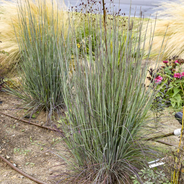 Schizachyrium 'Cinnamon Sticks' Little Bluestem