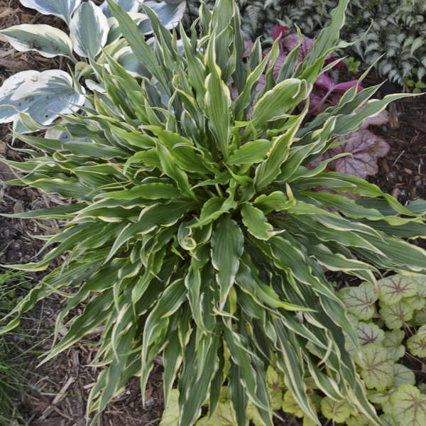 Hosta 'Electrocution' Hosta