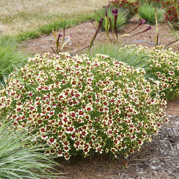 Coreopsis 'Creamy Calico' Threadleaf Coreopsis, Whorled Coreopsis