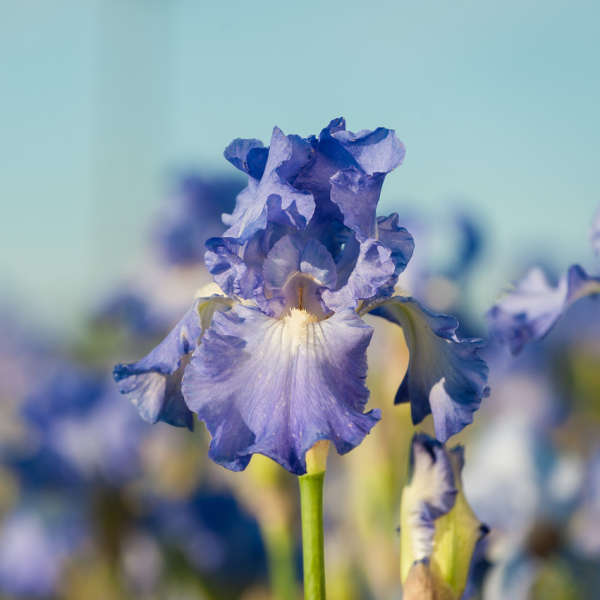 Iris 'Victoria Falls' Tall Bearded Iris