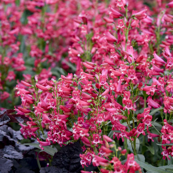 Penstemon 'Rose Rhinestones' Bearded Penstemon