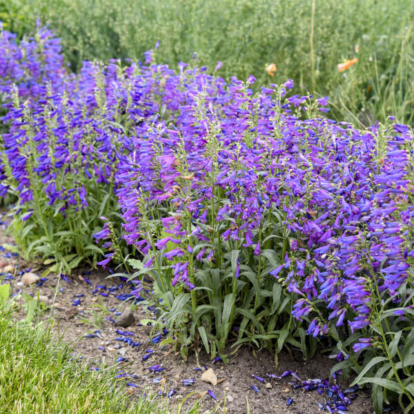 Penstemon 'Lavender Sapphires' Bearded Penstemon