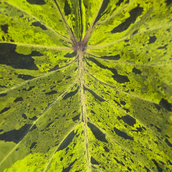 Colocasia 'Mojito' Elephant Ear