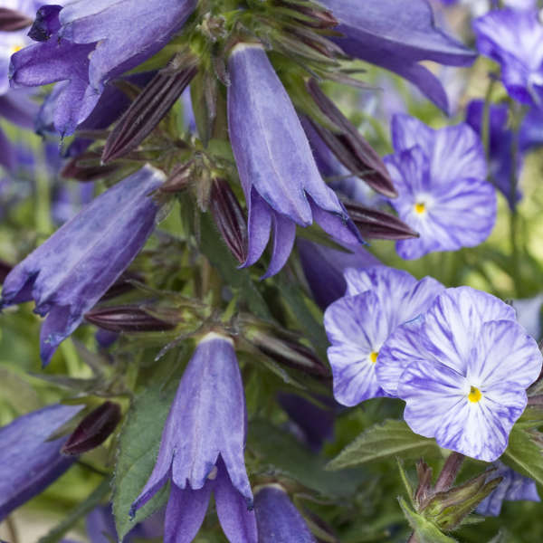 Campanula 'Viking' Bellflower