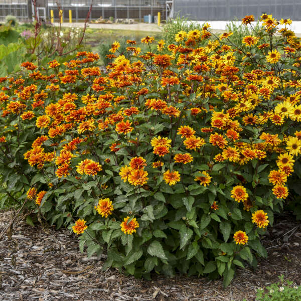 Heliopsis 'Forged in Fire' False Sunflower