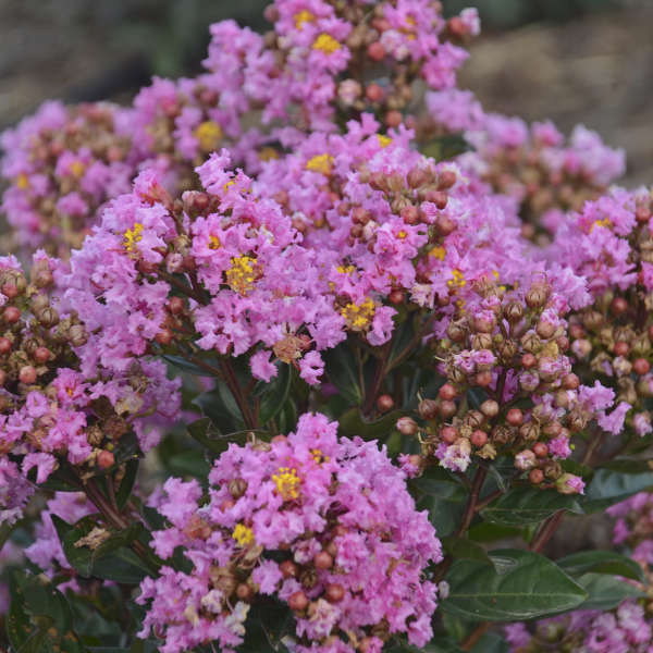 Lagerstroemia 'Frappe Pink' Crapemyrtle