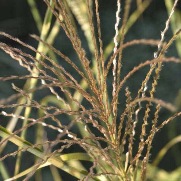 Miscanthus 'Super Stripe' Ornamental Grass