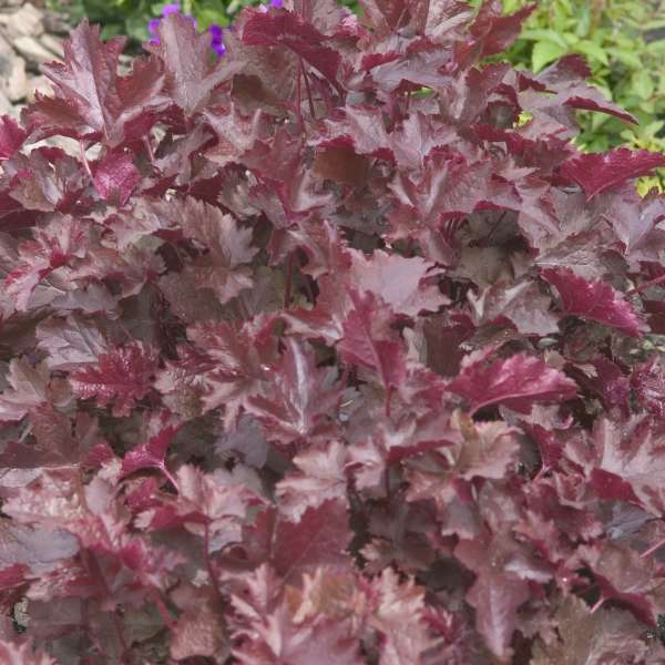 Heuchera 'Black Beauty' Coral Bells