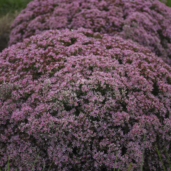 Sedum 'Pride and Joy' CPBRAF PP32530 | Perennial Resource