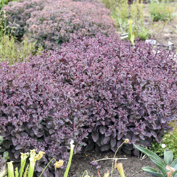 Sedum 'Wineberry Delight' Stonecrop