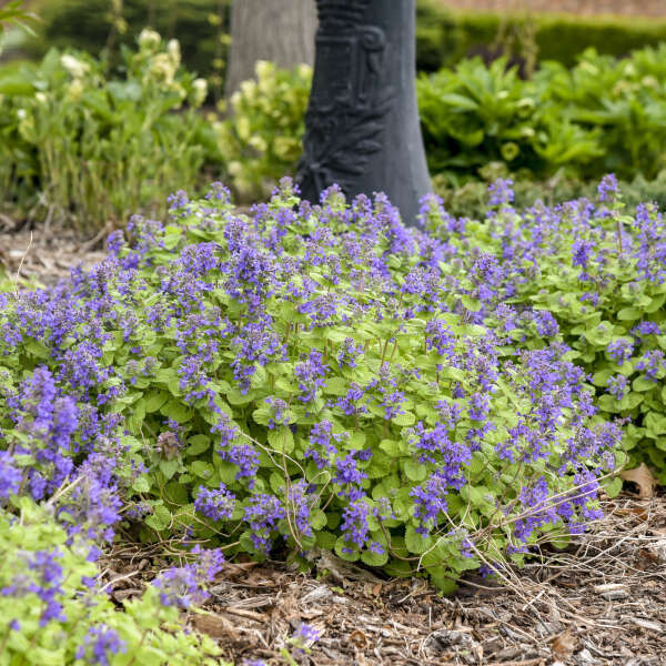 Nepeta 'Chartreuse on the Loose' Catmint