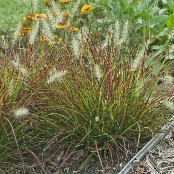 Pennisetum 'Burgundy Bunny' Miniature Fountain Grass