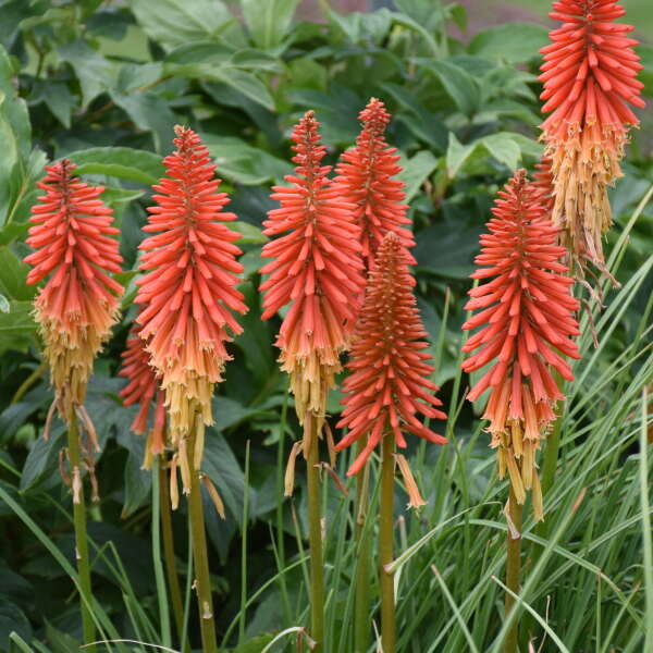 Kniphofia 'Red Roulette' Red Hot Poker