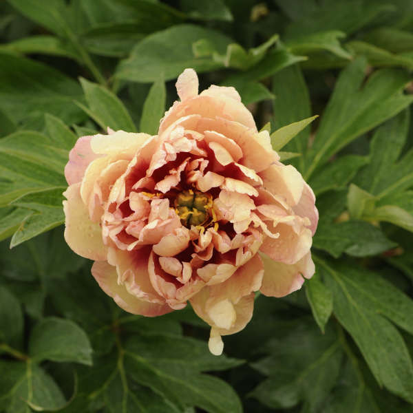 Paeonia 'Kopper Kettle' Intersectional Peony.