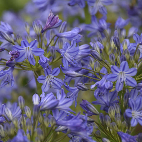 Agapanthus 'Little Galaxy' PPAF Walters Gardens, Inc.