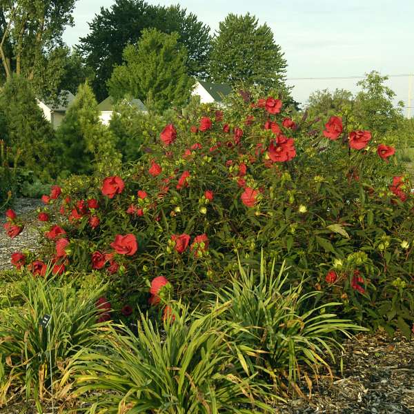 Hibiscus 'Fireball' Rose Mallow