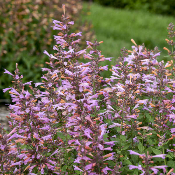 Agastache 'Pinky Pie' Hummingbird Mint