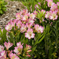 Alstroemeria Summer Break