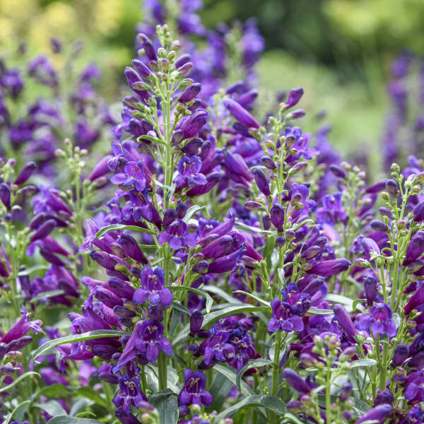 Penstemon 'Dark Amethyst' Bearded Penstemon