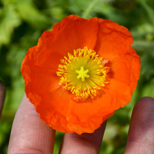 Papaver Pulcinella Series - Orange Iceland Poppy
