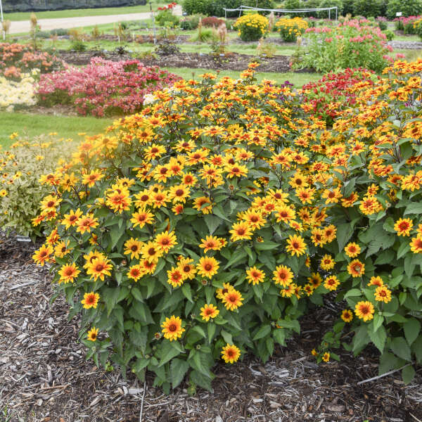 Heliopsis 'Sundial' False Sunflower