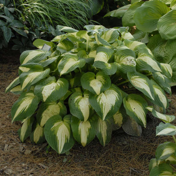 Hosta 'Summer Music' Hosta