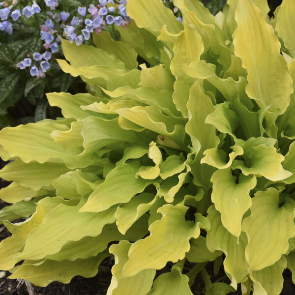 Hosta 'Time in a Bottle' Hosta