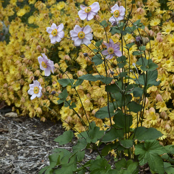 Anemone 'Queen Charlotte' Japanese Anemone