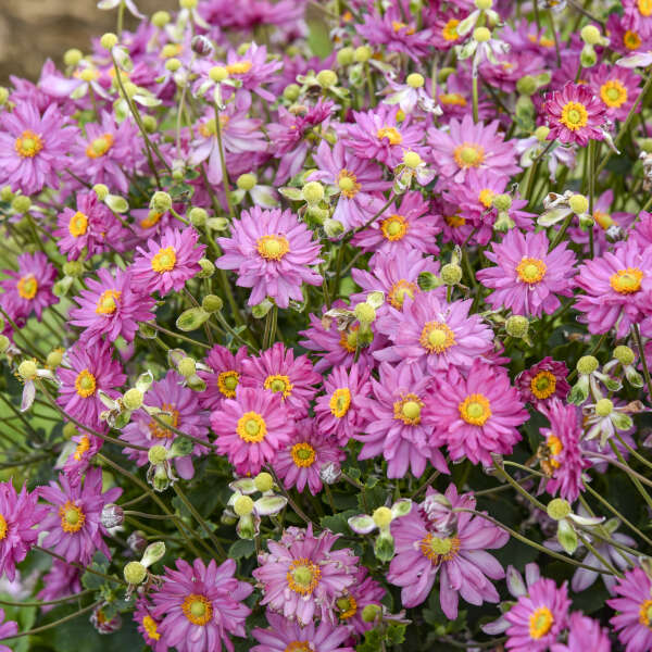 Anemone FALL IN LOVE® 'Deeply' Japanese Anemone